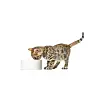 CAT FOOD